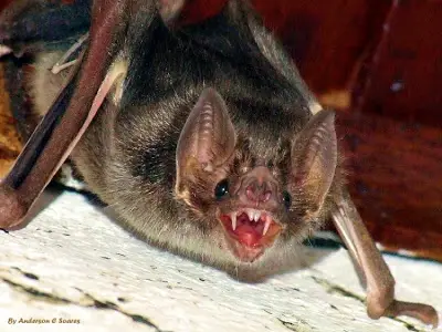 Morcegos Frutívoros