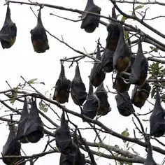Morcegos Gigantes Australianos Dormindo na Árvore 