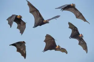 Morcegos Voando