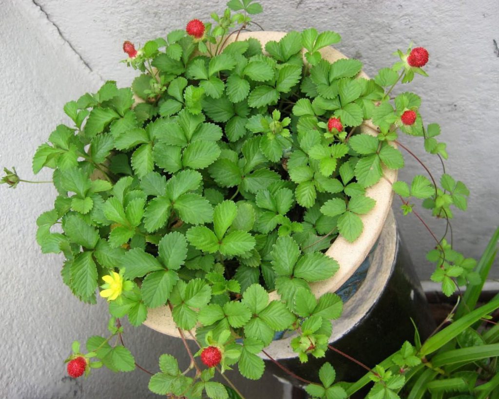 Plantio Do Morango: Época, Cuidados E Como Plantar Em Estufa | Mundo ...