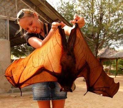 Mulher Segurando Corajosamente Um Morcego Gigante da Austrália