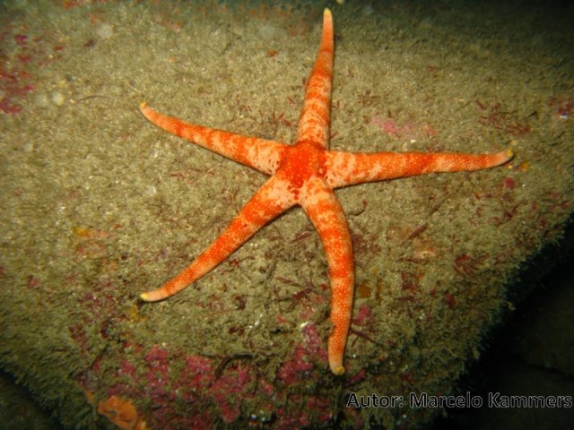 Narcissia Trigonaria