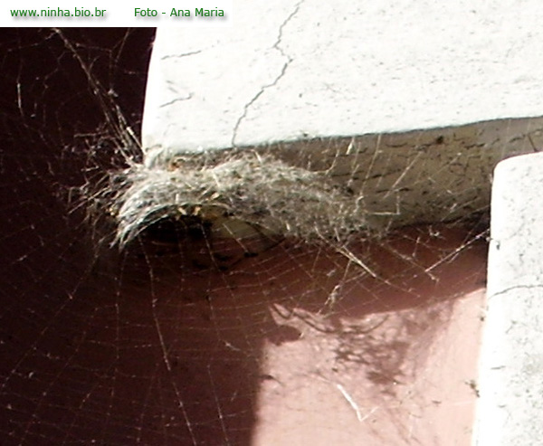 Ninho de Aranha em Casa