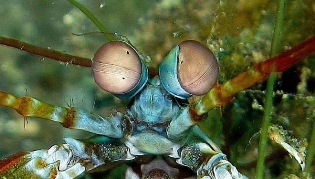 Olhos de Uma Lagosta