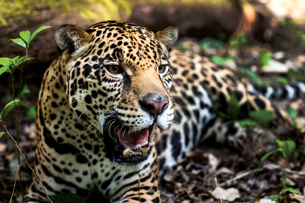 Predadores do Tatu e seus Principais Inimigos na Natureza