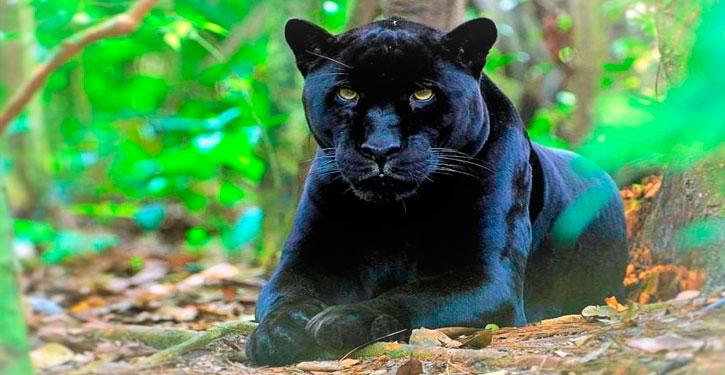 Espécies de Felinos Brasileiros Com Nomes, Fotos e Características