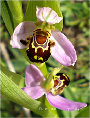 Ophrys Apifera