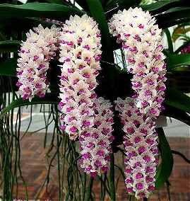 Nomes de Orquídeas de Cachos | Mundo Ecologia