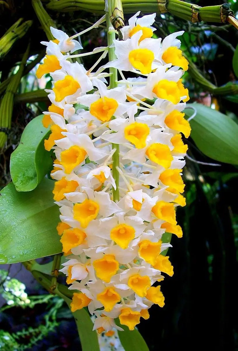 Nomes de Orquídeas de Cachos | Mundo Ecologia