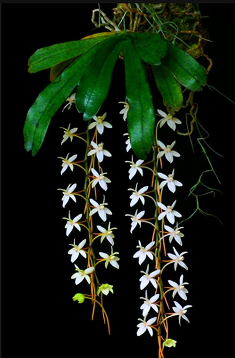 Orquídea Aerangis