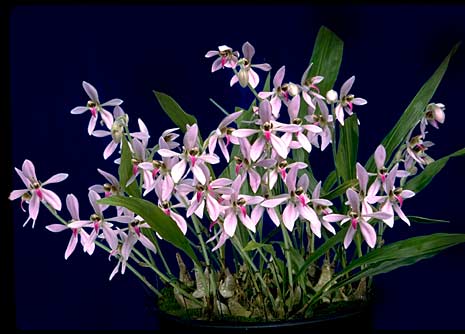 Orquídea Aganísia