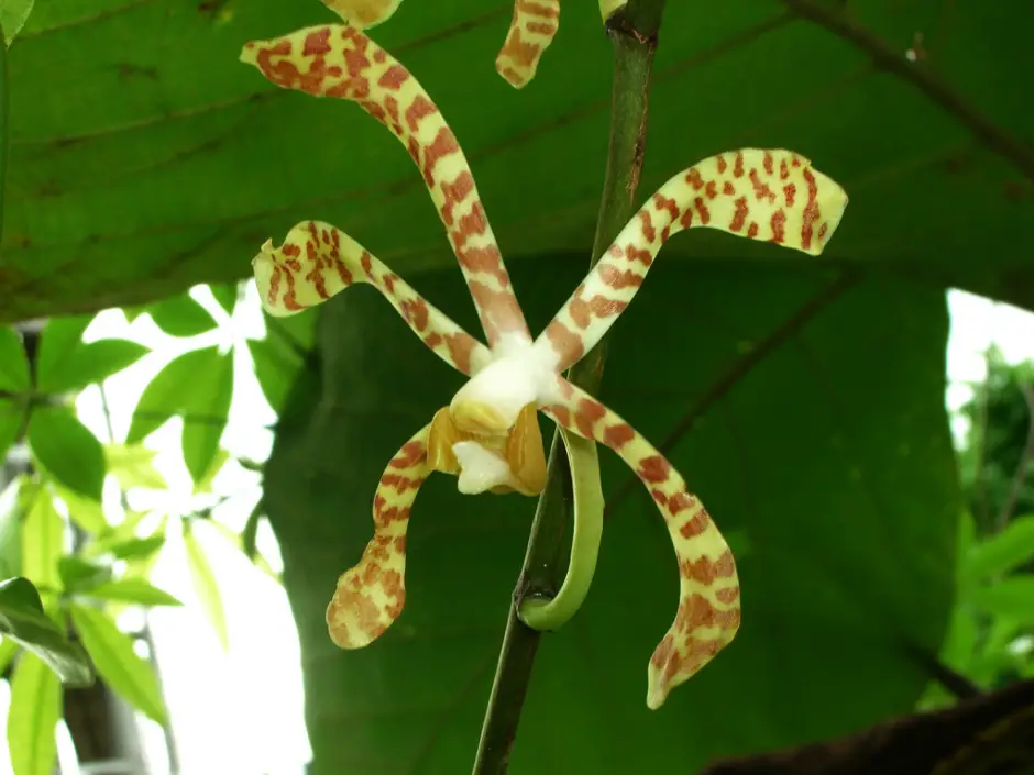 Orquídea Arachnis