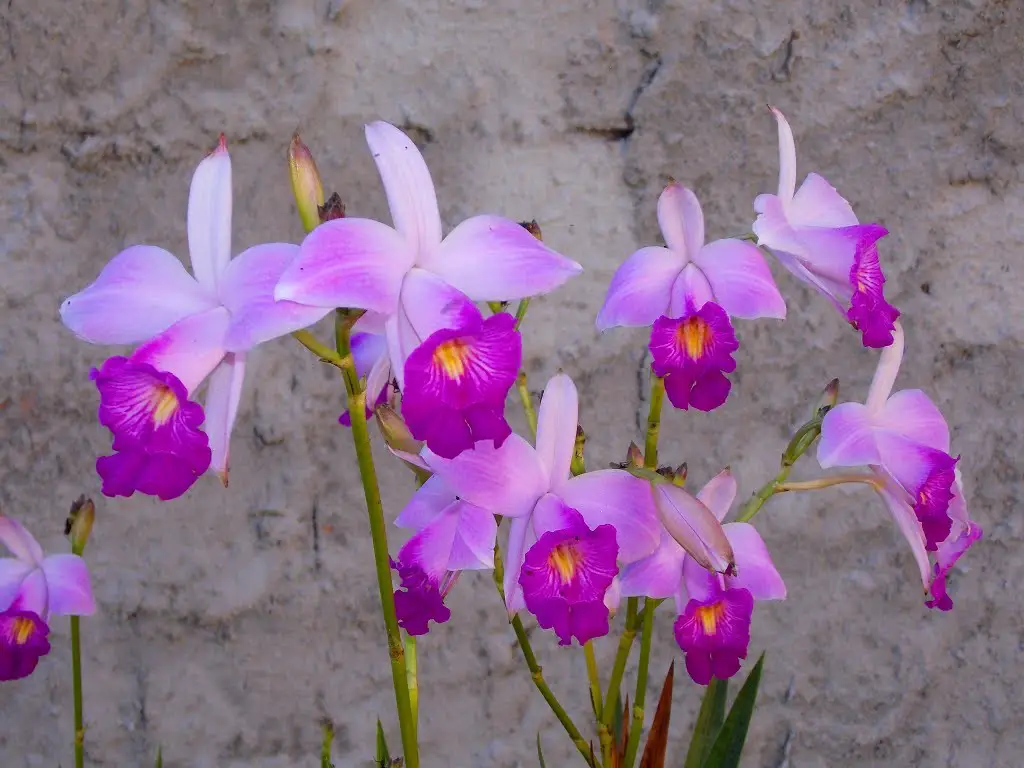 Orquídea Arundina