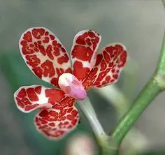 Orquídea Ascoglossum