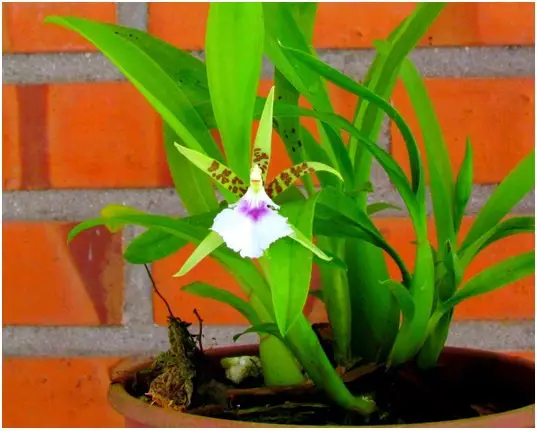 Orquídea Aspasia