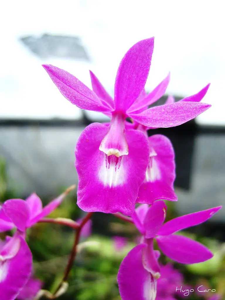 Orquídea Barkeria
