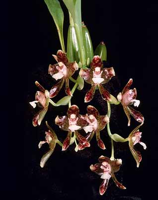 Orquídea Batemannia