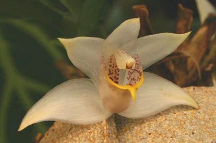 Orquídea Benzingia