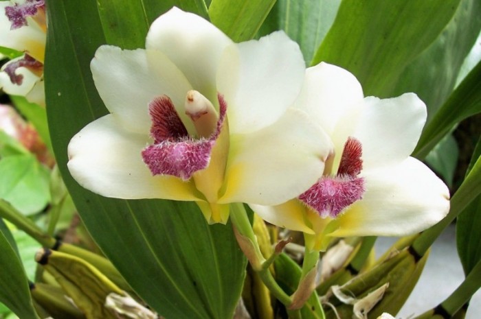 Orquídea Bifrenaria