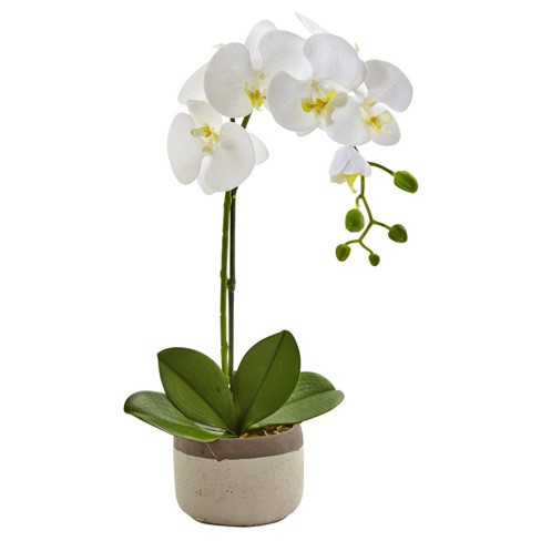 Orquídea Borboleta: Classificações Inferiores e Nome Científico