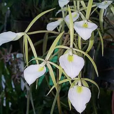 Orquídea Brassavola