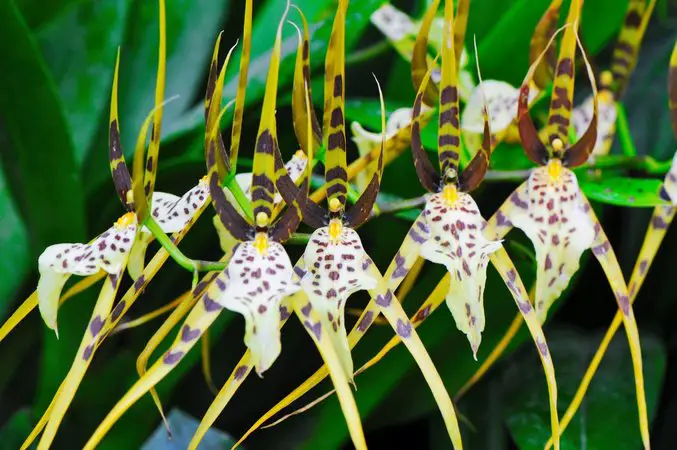Orquídea Brassia
