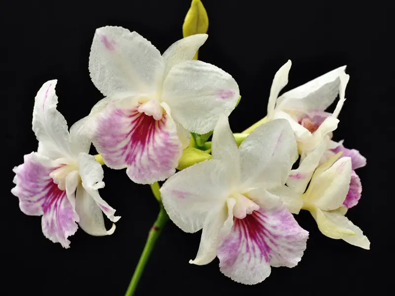 Orquídea Broughtonia