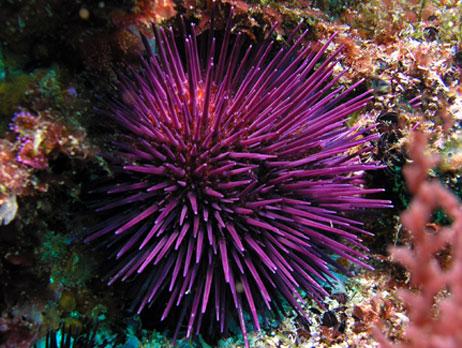 Ouriço Do Mar Paracentrotus Lividus: Características E Fotos