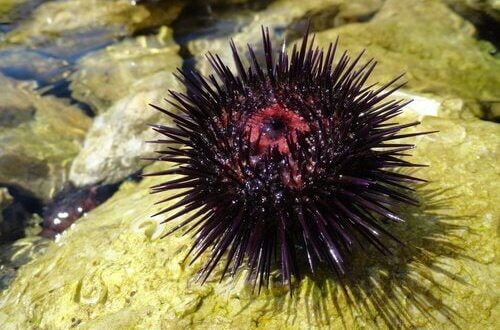 Ouriço do Mar Tem Veneno? Ele É Perigoso? | Mundo Ecologia