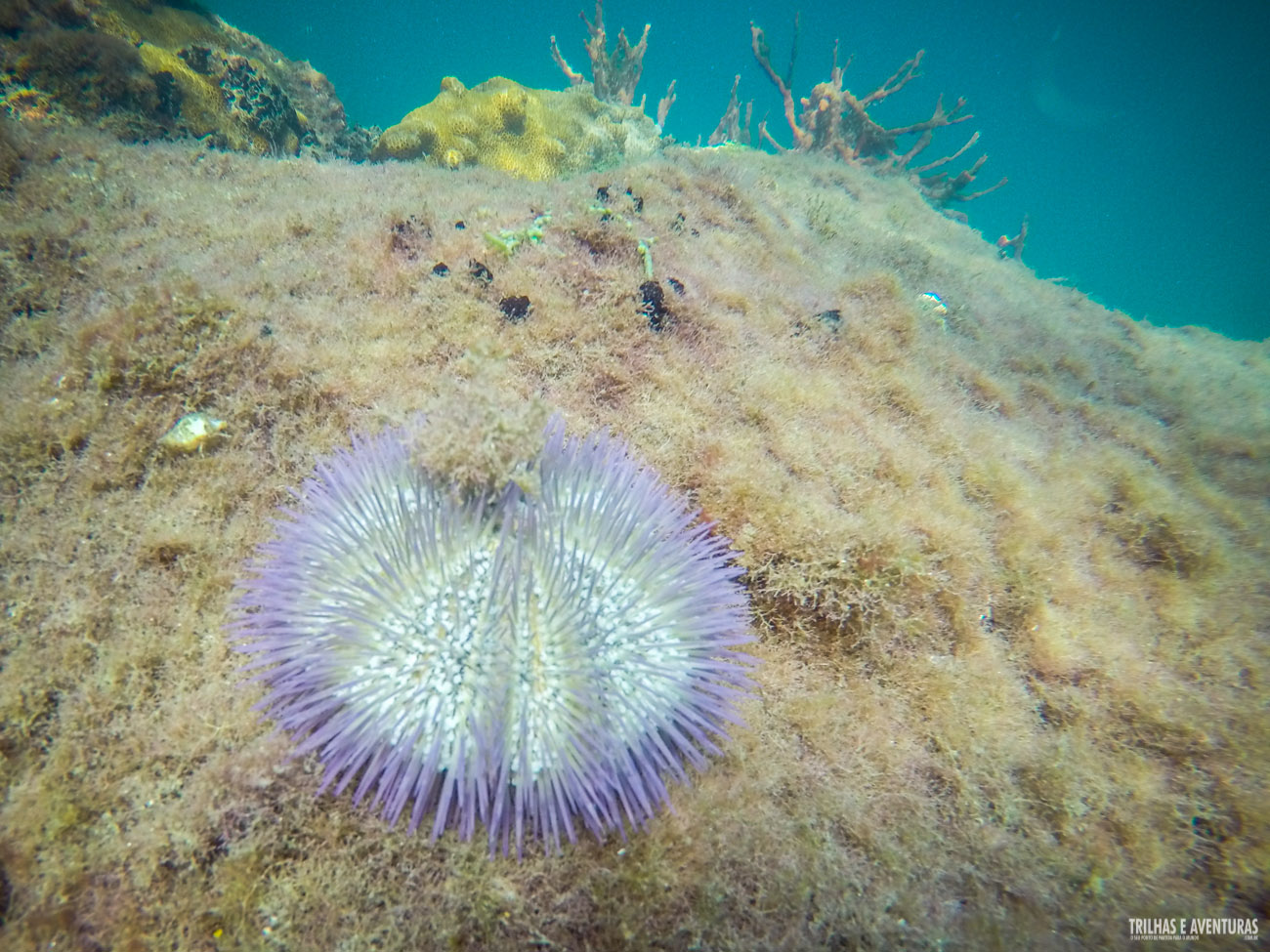 Ouriço do Mar Roxo