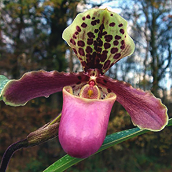 Paphiopedilum