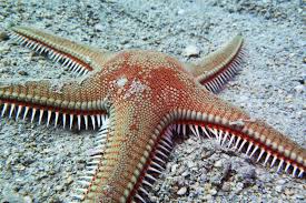 Paxillosida