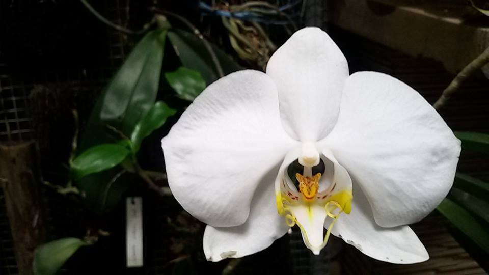 Phalaenopsis Amabilis