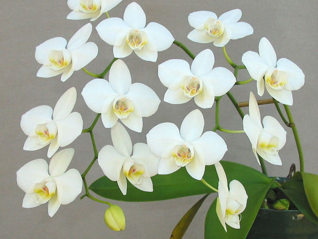 Phalaenopsis Aphrodite