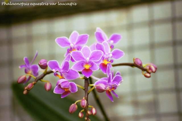 Phalaenopsis Equestris