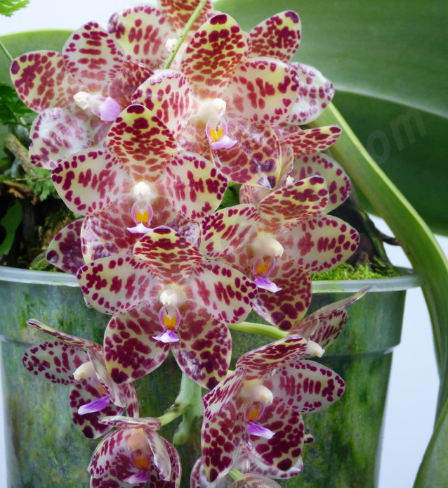 Phalaenopsis Gigantea