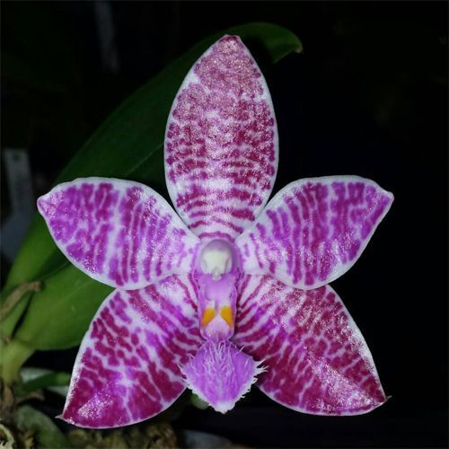 Phalaenopsis Lueddemanniana