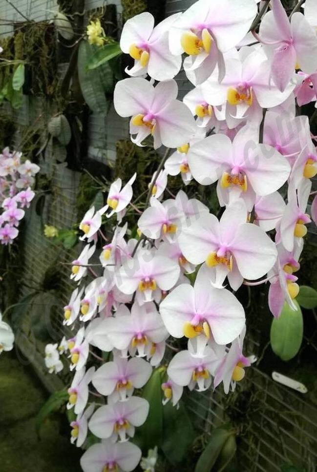 Phalaenopsis Schilleriana