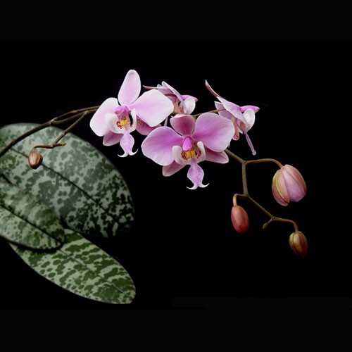 Phalaenopsis Schilleriana