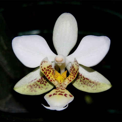 Phalaenopsis Stuartiana