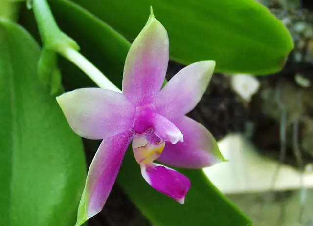 Phalaenopsis Violacea