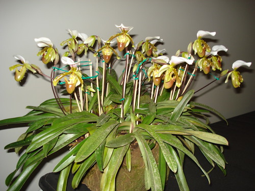 Phragmipedium