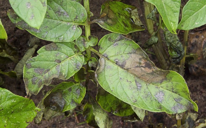 Phytophthora Infestans