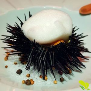 Pinauna Ouriço do Mar: Características, Nome Cientifico | Mundo Ecologia