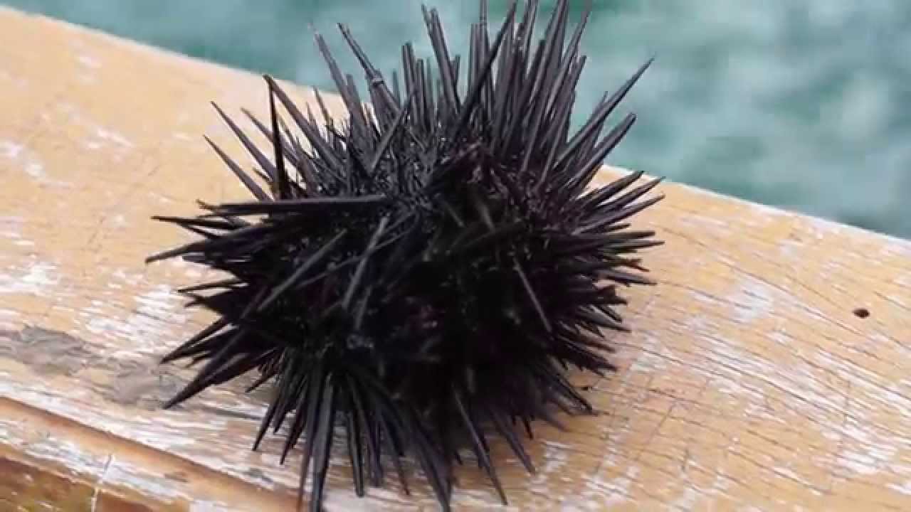 Pinauna Ouriço do Mar: Características, Nome Cientifico