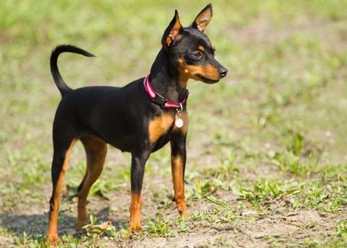 Cachorro Pinscher Filhote Para Doação: Como Conseguir Um?
