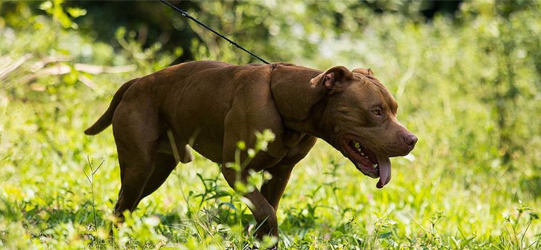 How Big Is A Colby Pitbull? – The Colby Pitbull [Quick Facts] – AQAL