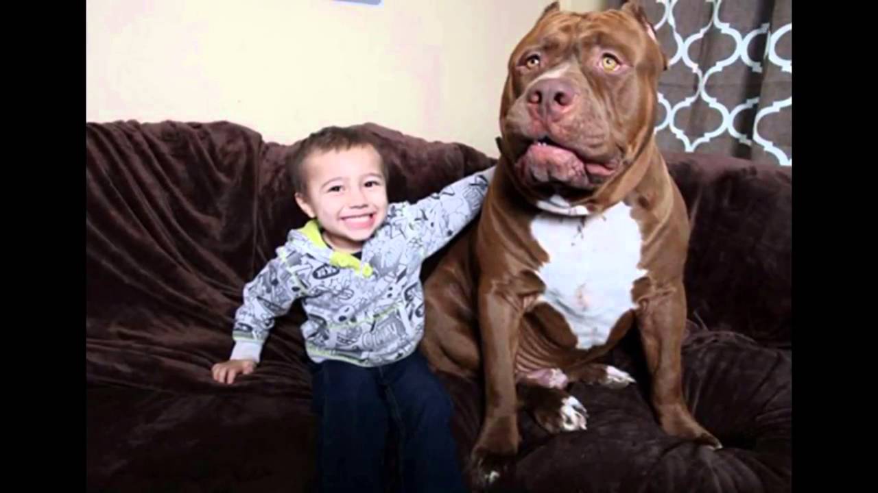 Pitbull Hulk O Maior Pitbull Do Mundo Tamanho Peso E Fotos Mundo Ecologia