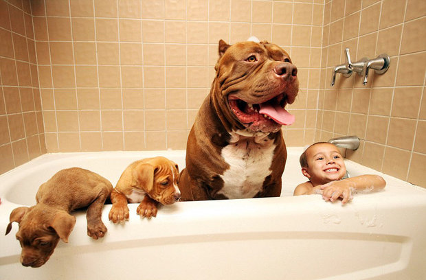 Pitbull Hulk Fotografado Tomando Banho Com Seus Filhotes e Com um Menininho 