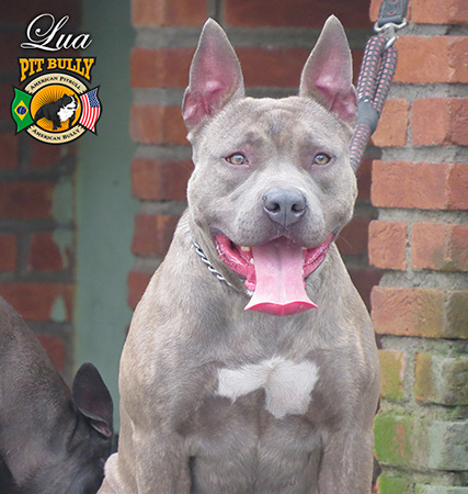 Pitbull Monster Blue Com Orelha Pra Cima 